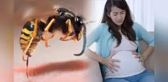 Mujer pierde al bebé que gestaba tras ser picada por una abeja y sufrir una reacción alérgica grave en España Mujer pierde al bebé que gestaba tras ser picada por una abeja y sufrir una reacción alérgica grave en España