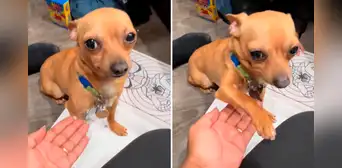 Estadounidense adopta un perro mexicano y descubre que solo obedece en español: ‘eskiusmi’ Estadounidense adopta un perro mexicano y descubre que solo obedece en español: ‘eskiusmi’