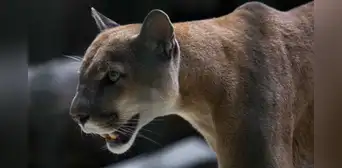 Puma ataca a niño de 4 años a la vista de sus padres en un parque en Estados Unidos