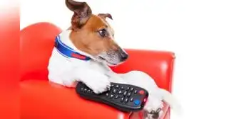 La personalidad de tu perro determina qué ve y cómo reacciona a la televisión, según estudio científico La personalidad de tu perro determina qué ve y cómo reacciona a la televisión, según estudio científico
