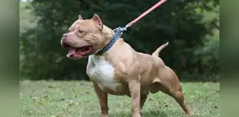 Muere niño de 2 años tras haber desaparecido en Argentina: habría sido devorado por pitbulls Muere niño de 2 años tras haber desaparecido en Argentina: habría sido devorado por pitbulls