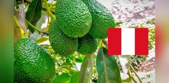 ¡Histórico! Palta peruana rompe récord en exportaciones: aumentó un 32% en comparación al 2024