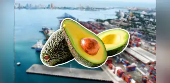 Este es el país de Sudamérica que rompe récord mundial de exportación de palta en lo que va del 2025