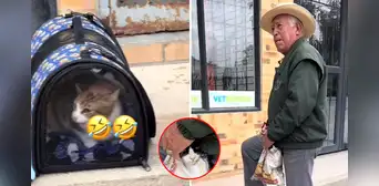 La reacción viral de dos gatos al ser llevados al veterinario de forma diferente: "Odio ser pobre", reaccionó un usuario La reacción viral de dos gatos al ser llevados al veterinario de forma diferente: "Odio ser pobre", reaccionó un usuario