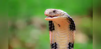 Niño de un año mordió una serpiente en la India y terminó matándola: menor se desmayó y fue llevado al hospital Niño de un año mordió una serpiente en la India y terminó matándola: menor se desmayó y fue llevado al hospital