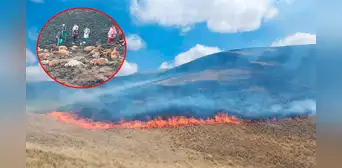 Incendio forestal deja 70 alpacas heridas y arrasa con 450 hectáreas en Puno Incendio forestal deja 70 alpacas heridas y arrasa con 450 hectáreas en Puno