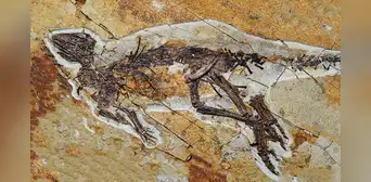Un nuevo fósil revela que los dinosaurios no rugían como lo imaginábamos, sino que cantaban como los pájaros