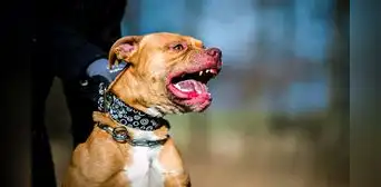 Niño de 7 años muere en brutal ataque de 9 perros pitbulls mientras abuela intentaba defenderla: sacrificaron a canes en Alabama Niño de 7 años muere en brutal ataque de 9 perros pitbulls mientras abuela intentaba defenderla: sacrificaron a canes en Alabama
