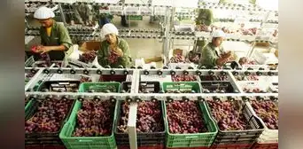 Exportaciones de frutas peruanas suman más de US$2.300 millones por alta demanda de uvas, paltas y mangos Exportaciones de frutas peruanas suman más de US$2.300 millones por alta demanda de uvas, paltas y mangos