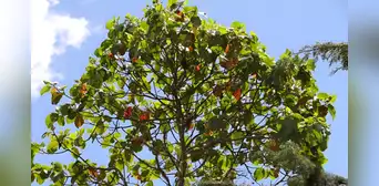 ¿Qué beneficios tiene la quina? El Minsa revela el poder medicinal de este árbol emblemático del Perú