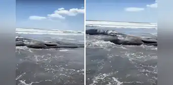 Impactantes imágenes muestran ballenas varadas en Japón tras devastador terremoto de magnitud 8.8 en Rusia Impactantes imágenes muestran ballenas varadas en Japón tras devastador terremoto de magnitud 8.8 en Rusia