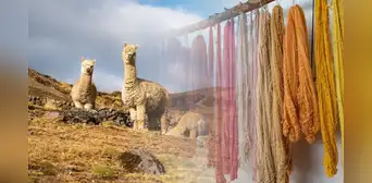 Exportaciones de fibra de alpaca crecieron 9,1% y ya suman US$88 millones: China, Italia y EE.UU. lideran demanda Exportaciones de fibra de alpaca crecieron 9,1% y ya suman US$88 millones: China, Italia y EE.UU. lideran demanda