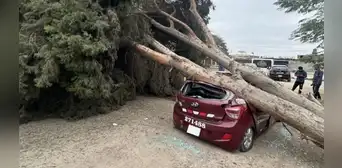 Tormenta de arena en Ica: automóvil es destrozado tras caída de enorme árbol por fuertes vientos Tormenta de arena en Ica: automóvil es destrozado tras caída de enorme árbol por fuertes vientos
