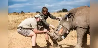 Sudáfrica aplica material radiactivo en cuernos de rinocerontes para frenar su tráfico ilegal: “El proceso es completamente seguro para el animal” Sudáfrica aplica material radiactivo en cuernos de rinocerontes para frenar su tráfico ilegal: “El proceso es completamente seguro para el animal”