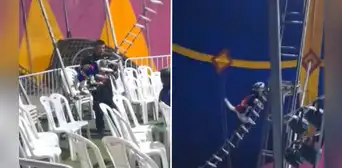 Perrito es obligado a hacer acrobacias en circo en Chincha: autoridades intervinieron local
