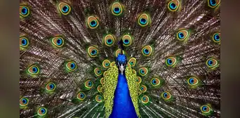 Científicos descubren que los pavos reales pueden 'disparar' luces láser desde las plumas de sus colas