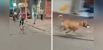 ¡El ladrón más adorable! Perrito roba comida a una joven y lo apodan 'el roba carne': "Por fortuna, nadie resultó herido" ¡El ladrón más adorable! Perrito roba comida a una joven y lo apodan 'el roba carne': "Por fortuna, nadie resultó herido"