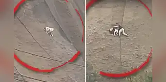 Hombre desafió el peligro y salvó a perrito que quedó atrapado en acantilado en San Miguel Hombre desafió el peligro y salvó a perrito que quedó atrapado en acantilado en San Miguel