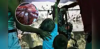 Niño de 6 años queda gravemente herido tras ser atacado por pulpo gigante en acuario de Texas, EEUU: animal no lo soltaba Niño de 6 años queda gravemente herido tras ser atacado por pulpo gigante en acuario de Texas, EEUU: animal no lo soltaba