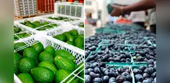 La palta y el arándano se consolidan en mercado francés: agroexportaciones peruanas crecieron en un 21% La palta y el arándano se consolidan en mercado francés: agroexportaciones peruanas crecieron en un 21%