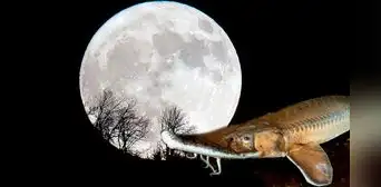 ¿Cuándo es la luna llena de agosto 2025 en Perú? Fecha, hora y qué significa la 'Luna de esturión' ¿Cuándo es la luna llena de agosto 2025 en Perú? Fecha, hora y qué significa la 'Luna de esturión'