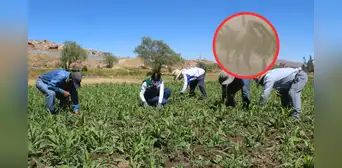 Seguro agrario en Arequipa: ¿cómo acceder a la cobertura tras los daños causados por los vientos extremos? Seguro agrario en Arequipa: ¿cómo acceder a la cobertura tras los daños causados por los vientos extremos?