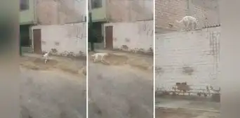 Perrito trepa pared de su casa al ver que nadie le abre la puerta: "En su vida anterior fue gato" Perrito trepa pared de su casa al ver que nadie le abre la puerta: "En su vida anterior fue gato"
