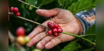 Starbucks Perú lanza la 4.ª edición de “Todos Somos Café” para apoyar a caficultores en Tingo María