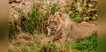 Zoológico en Dinamarca causa revuelo al pedir animales domésticos "no deseados" para alimentar a sus leones Zoológico en Dinamarca causa revuelo al pedir animales domésticos "no deseados" para alimentar a sus leones