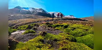 Unos científicos fueron al ártico en busca de la nieve, pero se encontraron con flores y lluvia Unos científicos fueron al ártico en busca de la nieve, pero se encontraron con flores y lluvia