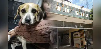 Piden justicia para perrita que fue víctima de violación sexual por hombre en Villa María del Triunfo