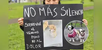 Indignación en Los Olivos: al menos 12 perros mueren envenenados cerca de colegio y vecinos exigen justicia Indignación en Los Olivos: al menos 12 perros mueren envenenados cerca de colegio y vecinos exigen justicia