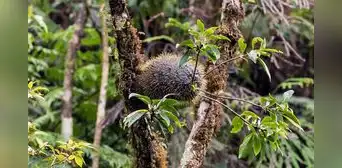 Una planta de la jungla construye ‘condominios’ para hormigas agresivas y evita que se pelean entre ellas