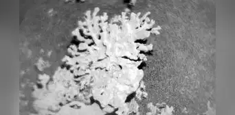 Un 'coral' de miles de millones de años fue encontrado en Marte por el rover Curiosity de la NASA