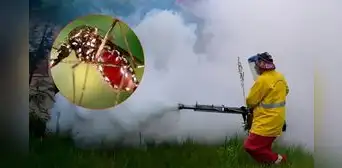 China enfrenta su mayor brote de chikunguña: más de 7.000 contagios en Foshan que combaten con drones, multas y control biológico