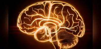 Científicos logran transmitir luz a través del cerebro humano: un paso importante hacia nuevos diagnósticos neurológicos Científicos logran transmitir luz a través del cerebro humano: un paso importante hacia nuevos diagnósticos neurológicos
