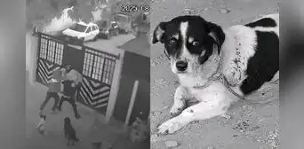 Héroe de cuatro patas: perro impide asesinato y salva a joven en Colombia Héroe de cuatro patas: perro impide asesinato y salva a joven en Colombia