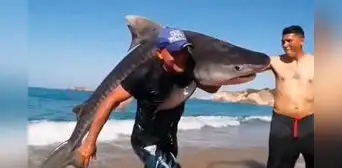 Hombre sale del mar cargando un enorme tiburón sobre sus hombros y en redes le dicen "El verdadero Aquaman" Hombre sale del mar cargando un enorme tiburón sobre sus hombros y en redes le dicen "El verdadero Aquaman"