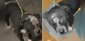 Perrito es hallado con cortes de machete en el rostro en Ate: can podría perder la visión del ojo izquierdo y dueños sospechan de su vecino Perrito es hallado con cortes de machete en el rostro en Ate: can podría perder la visión del ojo izquierdo y dueños sospechan de su vecino