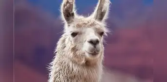 La llama podría ser la clave para tratar la esquizofrenia: científicos franceses desarrollan un tratamiento revolucionario