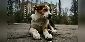 Científicos descubren en los perros de Chernobyl más de 390 genes únicos y casi inmunidad total al cáncer