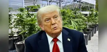 Donald Trump evalúa reclasificar la marihuana como una droga menos peligrosa en EEUU, según Wall Street Journal