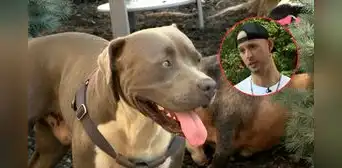 Pitbull héroe guía a un hombre hasta sus dueños inconscientes y les salva la vida en EEUU: “Un perro que los quiere mucho”