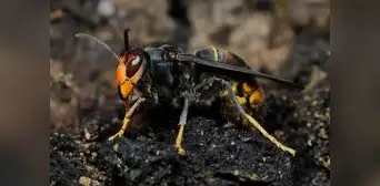 China desarrolla "abejas espía" que podrían ser usadas en casos militares: las controlan con agujas en su cerebro China desarrolla "abejas espía" que podrían ser usadas en casos militares: las controlan con agujas en su cerebro