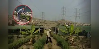 Peruana transformó basural de SJM en un huerto y hoy triunfa con emprendimiento de plantas medicinales: "Nadie apostaba por esto" Peruana transformó basural de SJM en un huerto y hoy triunfa con emprendimiento de plantas medicinales: "Nadie apostaba por esto"