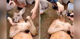 Canguro finge desmayarse por hambre para conmover a turistas y que lo alimenten: "Denle un Oscar" Canguro finge desmayarse por hambre para conmover a turistas y que lo alimenten: "Denle un Oscar"