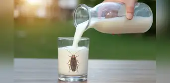Científicos advierten que la leche de cucaracha podría ser uno de los alimentos más codiciados en el futuro