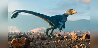 Científicos hicieron un experimento con pollos y logran que se parezcan en algo a los dinosaurios Científicos hicieron un experimento con pollos y logran que se parezcan en algo a los dinosaurios