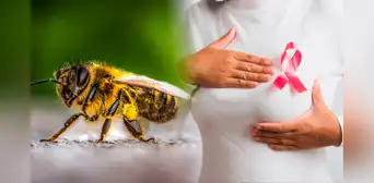 Científicos descubren que el veneno de abeja podría ser clave para un nuevo tratamiento para frenar y eliminar el cáncer de mama