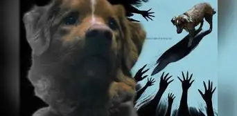 La inquietante película de terror narrada desde la mirada de un perro que busca salvar a su dueño de una presencia fantasmal La inquietante película de terror narrada desde la mirada de un perro que busca salvar a su dueño de una presencia fantasmal